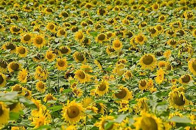 《孤岛惊魂6》N卡遭殃 至少需要11GB显存才能完整载入高清贴图包